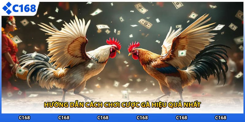 Hướng dẫn cách chơi cược gà hiệu quả nhất