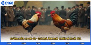 Hướng Dẫn Chọn Gà - Giải Mã Ánh Mắt Chiến Kê Xuất Sắc