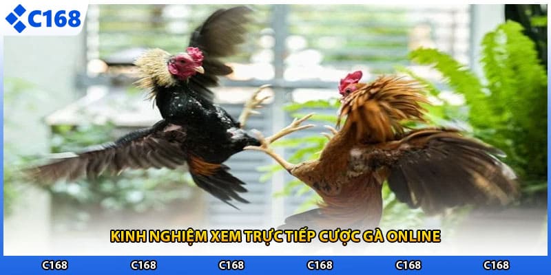 Kinh nghiệm xem trực tiếp cược gà online