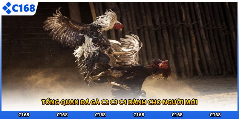 Tổng quan đá gà c2 c3 c4 dành cho người mới