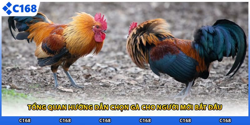 Tổng quan hướng dẫn chọn gà cho người mới bắt đầu